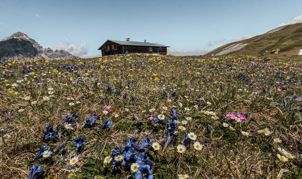 Eine Blumenwiese am Berg mit der Blaserhütte im Hintergrund | © Anton Silberberger