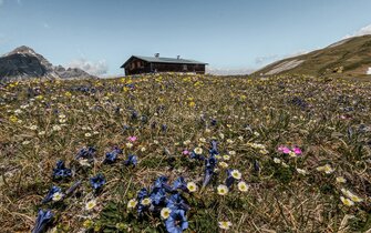 A flower meadow on the mountain with the Blaserhütte in the background | © Anton Silberberger