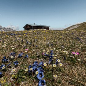 Eine Blumenwiese am Berg mit der Blaserhütte im Hintergrund | © Anton Silberberger
