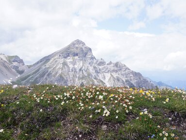 Blühende Bergwiese am Blaser im Frühling mit Serles im Hintergrund | © Wolfgang Bacher