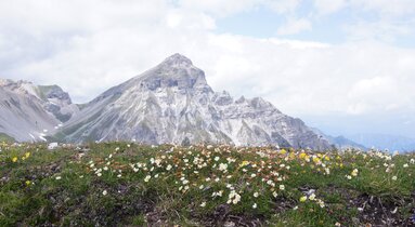 Blühende Bergwiese am Blaser im Frühling mit Serles im Hintergrund | © Wolfgang Bacher