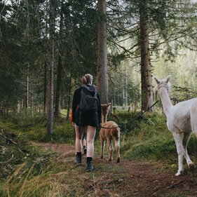 Guided alpaca hike through the forest | © Tourismusverband Wipptal | Johannes Bitter