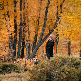 Een vrouw wandelt met haar hond door een geel gekleurd lariksbos | © TVB Wipptal / Johannes Bitter